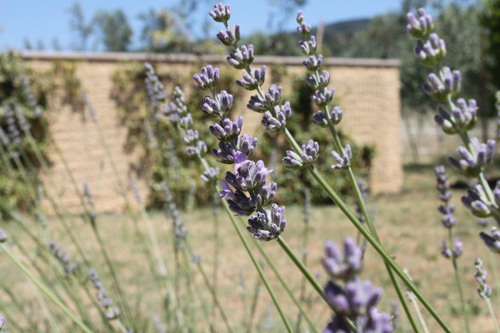 Il Piratello - Agriturismo Baldeschi Tuoro sul Trasimeno Ngoại thất bức ảnh